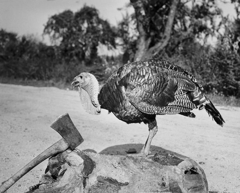无人,横图,黑白,室外,特写,白天,农业,节日,鸟类,树桩,古典,饮食,树,动物,摄影,威胁,主题,感恩节,危险,传统文化,对焦,斧