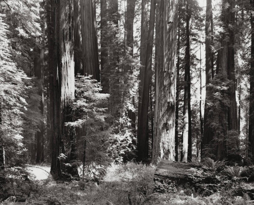 无人,横图,室外,白天,美景,森林,美国,景观,树荫,北,宏伟,树,古树,风景,自然,景色,摄影,巨大,庞大,环境,北美,加利福尼亚,自然风光,红杉,宏大,硕大,伟大,彩图,旅行