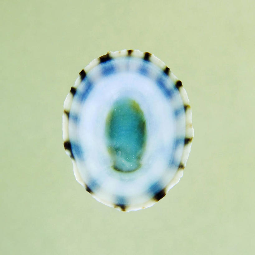 无人,方图,插画,特写,数码,科技,美景,静物,绿色背景,阴影,条纹,光线,网络,景观,光芒,高光,几何,计算机图形,合成,图画,画,一个,自然,景色,单个,电脑合成图,数码合成图,合成图,自然风光,漫画,写实,具体,具象,帽贝,彩图,影棚拍摄