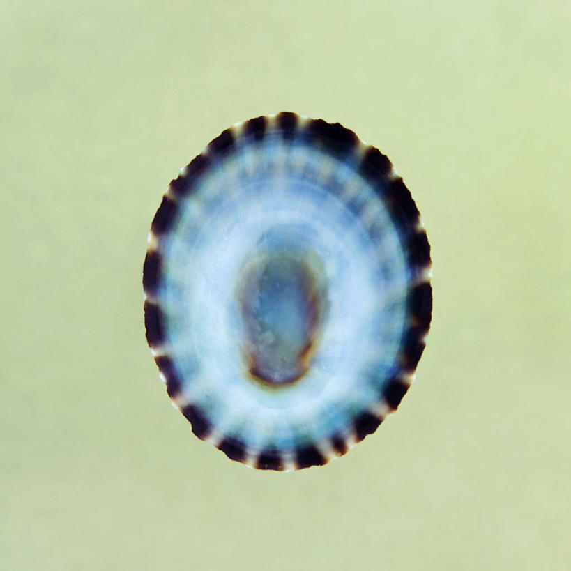 无人,方图,插画,特写,数码,科技,美景,静物,绿色背景,阴影,条纹,光线,网络,景观,光芒,高光,几何,计算机图形,合成,图画,画,一个,自然,景色,单个,电脑合成图,数码合成图,合成图,自然风光,漫画,写实,具体,具象,帽贝,彩图,影棚拍摄