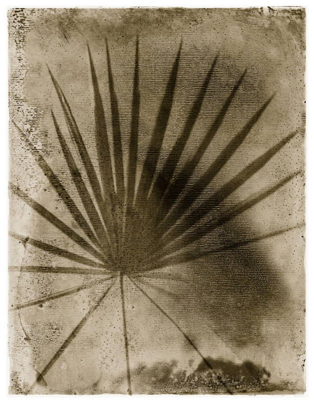 无人,竖图,插画,绘画,数码,科技,棕榈树,叶子,相框,阴影,艺术,网络,高光,几何,计算机图形,合成,图画,画,自然,颜料,怀旧,美术,电脑合成图,数码合成图,脆弱,合成图,记忆,漫画,写实,具体,具象,美洲蒲葵,彩图