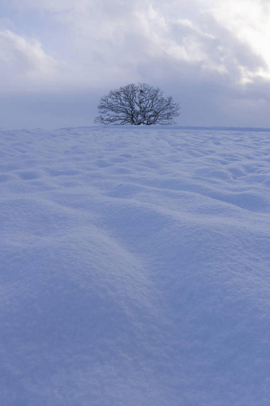 无人,竖图,室外,白天,正面,美景,雪,植物,大雪,一棵,积雪,景观,乌云,雪景,云,阴天,云朵,冬季,冬天,云彩,树,树木,绿色,天空,自然,天,景色,寒冷,生长,成长,昏暗,阴沉,自然风光,严寒,彩图