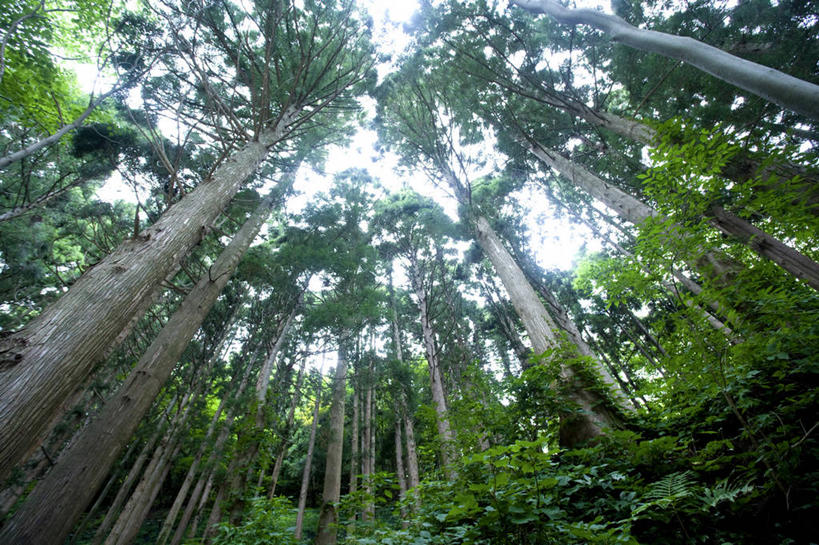 无人,横图,室外,白天,仰视,美景,森林,树林,植物,朝鲜,亚洲,阴影,光线,影子,景观,树,树木,绿色,阳光,自然,景色,生长,成长,自然风光,东亚,朝鲜民主主义人民共和国,彩图,低角度拍摄
