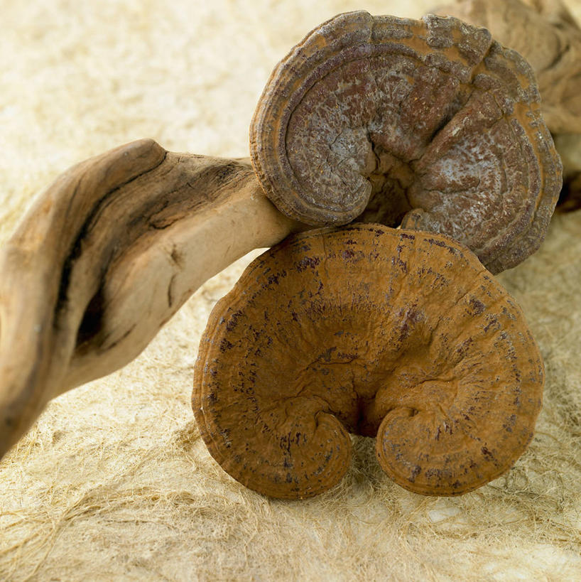 无人,竖图,俯视,室内,特写,白天,灵芝,阴影,反射,影子,菌菇,树桩,菌类,树,树干,木桩,真菌,药用菌,神芝,灵芝草,彩图,高角度拍摄,菌灵芝