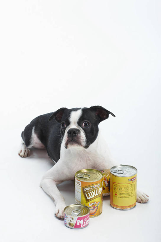 无人,竖图,室内,白天,白色背景,正面,宠物,狗,阴影,反射,罐头,罐子,影子,食品,梗犬,营养,注视,波士顿犬,食物,一只,白色,黑色,动物,观察,看,趴着,可爱,摄影,影棚,观看,察看,罐头食品,狗粮,关注,饲料,波士顿狗,忠诚,波士顿更,波士顿梗,波士顿梗犬,犬,趴,彩图,全身,影棚拍摄,拍摄,犬粮