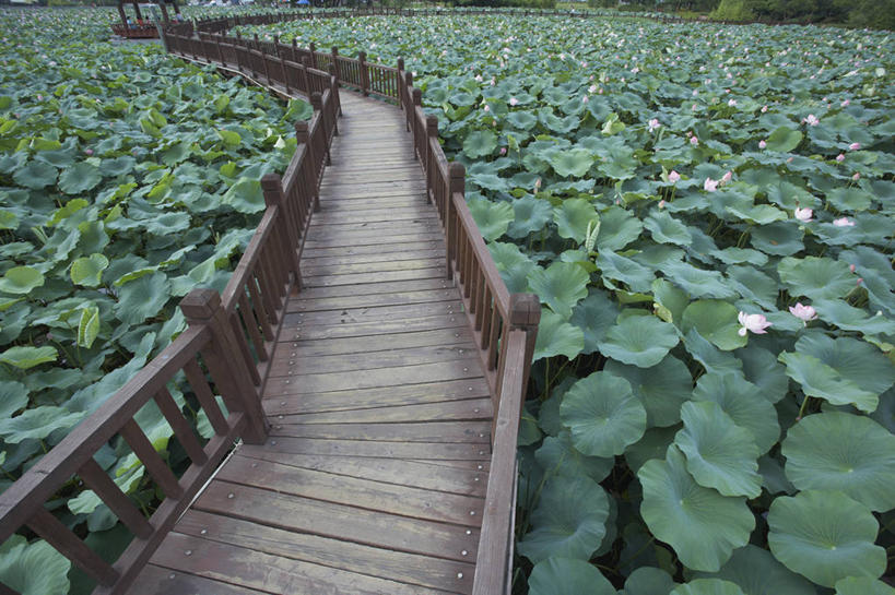 无人,栏杆,横图,俯视,室外,白天,纯洁,美景,地板,莲花,叶子,阴影,曲折,弯曲,盛开,光线,木板,影子,景观,围栏,桥,荷叶,地面,木桥,花蕾,护栏,木地板,栈桥,花,花瓣,花朵,鲜花,阳光,自然,花苞,花蕊,景色,蜿蜒,人行桥,木板桥,富贵,神圣,自然风光,纯净,莲叶,六月花神,正直,鞭蕖,鞭蓉,芙蕖,菡萏,荷花,六月春,藕花,水旦,水芙蓉,水华,水芸,溪客,叶,叶片,彩图,高角度拍摄