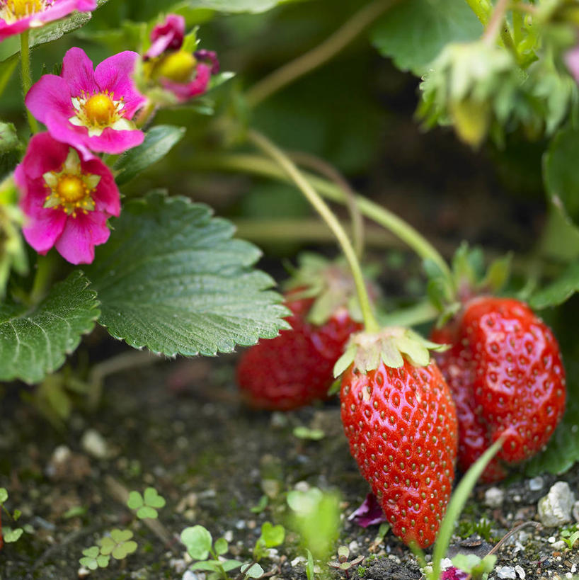 无人,农田,竖图,俯视,室外,特写,白天,庄稼,农作物,美景,草莓,浆果,阴影,盛开,光线,影子,景观,花蕾,花,花瓣,花朵,鲜花,红色,阳光,自然,花苞,花蕊,景色,自然风光,勇气,草莓花,甜蜜,洋莓,水果皇后,红莓,地莓,彩图,高角度拍摄,耕地,庄稼田,恋情