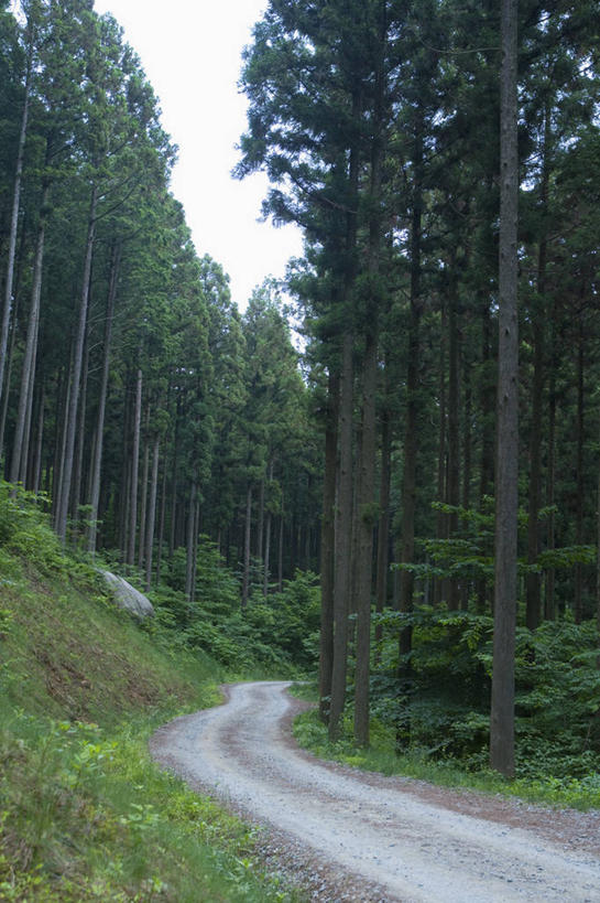 无人,竖图,室外,白天,正面,旅游,度假,草地,草坪,美景,树林,植物,道路,路,阴影,光线,影子,景观,小路,交通,娱乐,草,树,树木,绿色,天空,阳光,自然,天,享受,休闲,景色,放松,生长,成长,自然风光,彩图