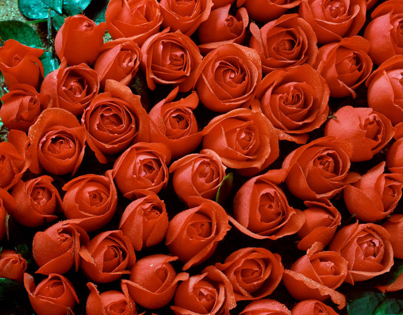 无人,横图,俯视,室内,特写,白天,爱情,幸福,纯洁,热情,玫瑰,一排,许多,阴影,整齐,并列,并排,盛开,反射,影子,玫瑰花,很多,浪漫,花蕾,花,花瓣,花朵,鲜花,排列,红色,花苞,花蕊,温暖,温馨,恩爱,红玫瑰,和睦,队列,感动,平行,尊敬,天真,刺玫花,徘徊花,彩图,高角度拍摄,融洽