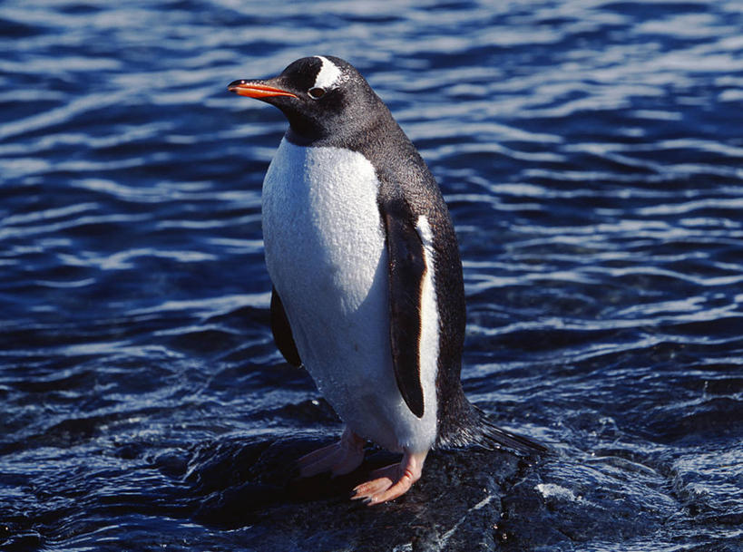 无人,横图,南极,企鹅,野生动物,鸟类,摄影,栖息,南极洲,巴布亚企鹅,南极半岛,彩图