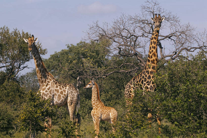 无人,横图,旅游,度假,哺乳动物,长颈鹿,野生动物,非洲,南非,自然,动物,摄影,活泼,小牛,林波波省,彩图,旅行
