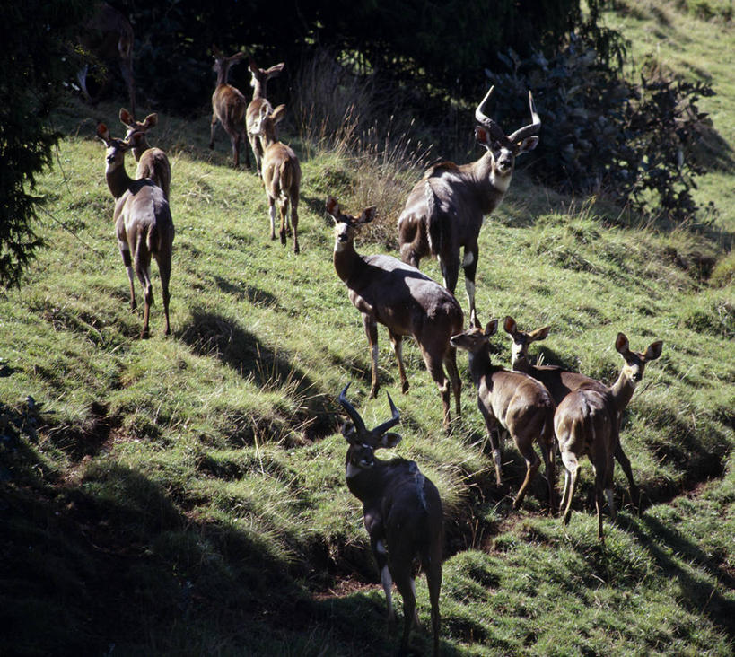 无人,横图,室外,哺乳动物,野生动物,非洲,埃塞俄比亚,羚羊,地面,自然,动物,摄影,空地,考古学,濒危物种,林羚,彩图