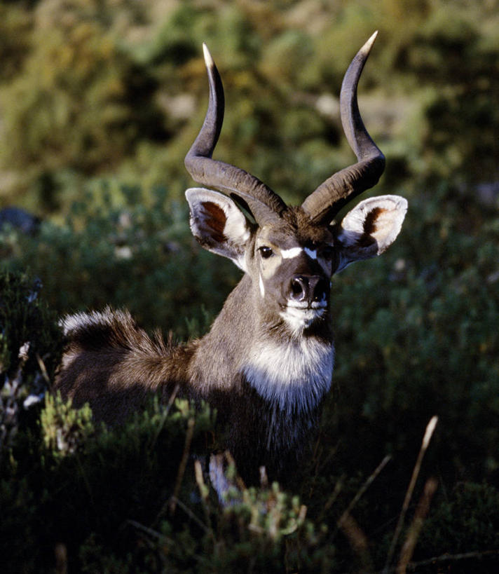 无人,竖图,室外,哺乳动物,野生动物,非洲,埃塞俄比亚,羚羊,地面,自然,动物,摄影,空地,考古学,濒危物种,林羚,彩图