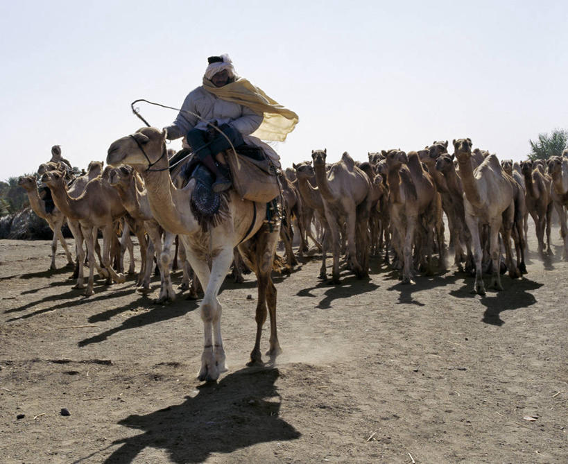 一个人,横图,室外,野生动物,苏丹,热,骆驼,运输,摄影,牲畜,灰尘,鞭子,撒哈拉沙漠,商人,彩图,利比亚沙漠,游牧民族
