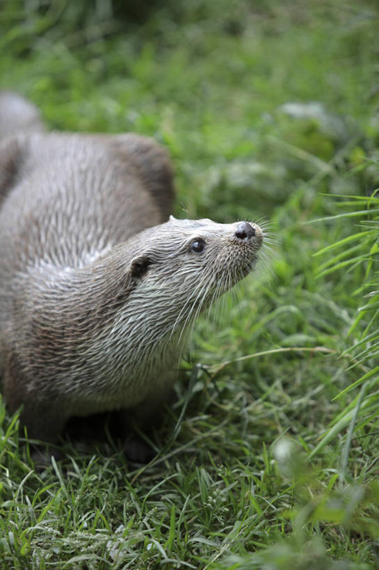 横图,门,城市,建筑,叙利亚,城堡,大门,黄昏,摄影,照亮,中东,要塞,阿勒颇,彩图