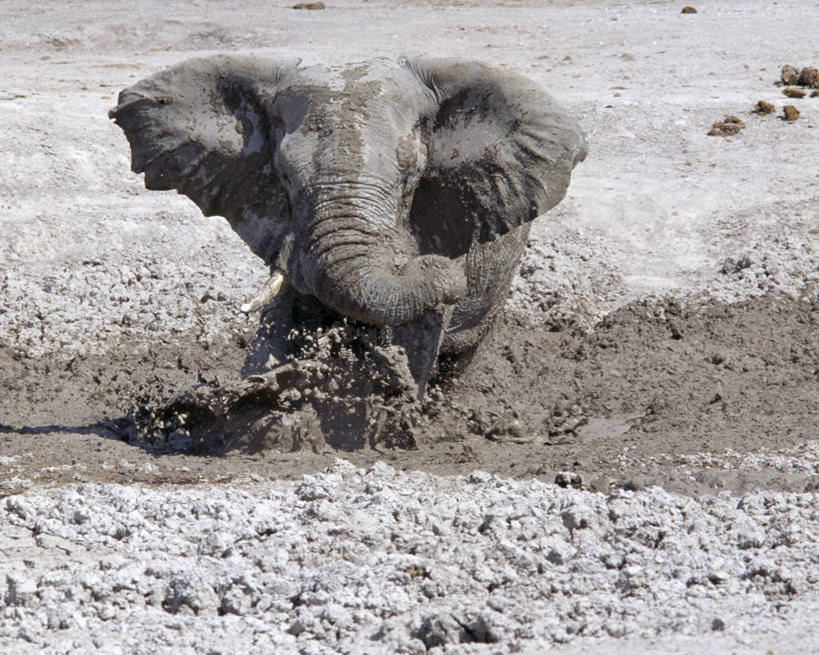成年人,一个人,竖图,室外,路,自行车,宠物,狗,非洲,博茨瓦纳,仅一个男性,小狗,脚踏车,动物,摄影,男人,非洲人,彩图,马翁