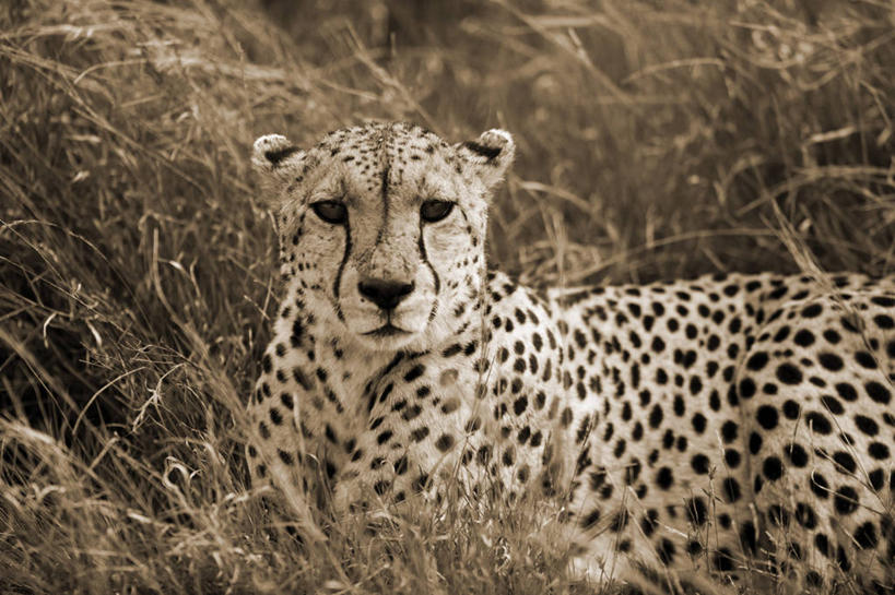 无人,横图,哺乳动物,野生动物,非洲,肯尼亚,捕食,动物,摄影,考古学,猎豹,彩图,旅行