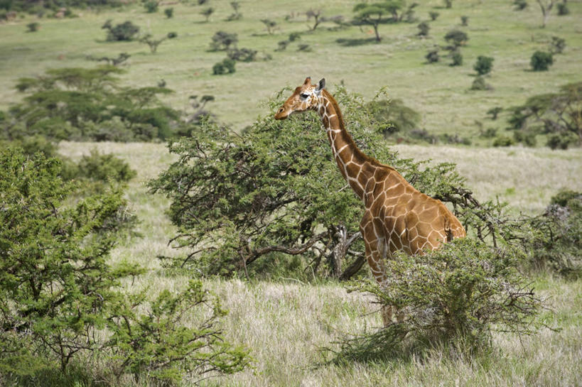 无人,横图,互联网,哺乳动物,长颈鹿,野生动物,非洲,肯尼亚,动物,摄影,活泼,食草动物,考古学,索马里亚长颈鹿,网纹长颈鹿,彩图,旅行