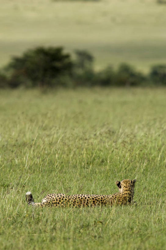 无人,竖图,哺乳动物,野生动物,非洲,肯尼亚,捕食,动物,摄影,考古学,猎豹,彩图,旅行,马赛马拉国家保护区