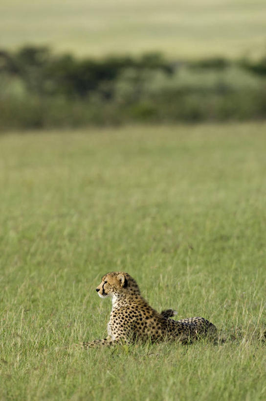 无人,竖图,哺乳动物,野生动物,非洲,肯尼亚,捕食,动物,摄影,考古学,猎豹,彩图,旅行,马赛马拉国家保护区