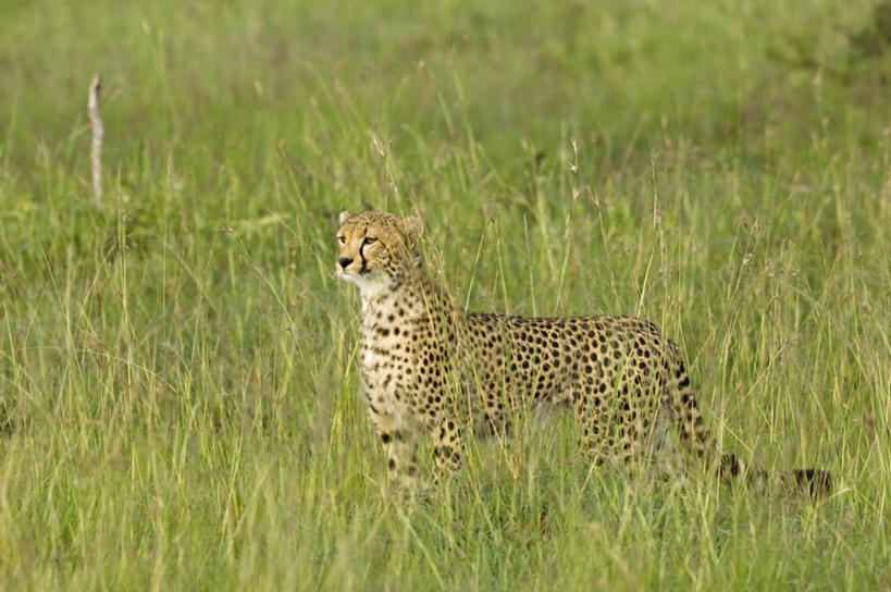无人,横图,哺乳动物,野生动物,非洲,肯尼亚,捕食,动物,摄影,考古学,猎豹,彩图,旅行,马赛马拉国家保护区