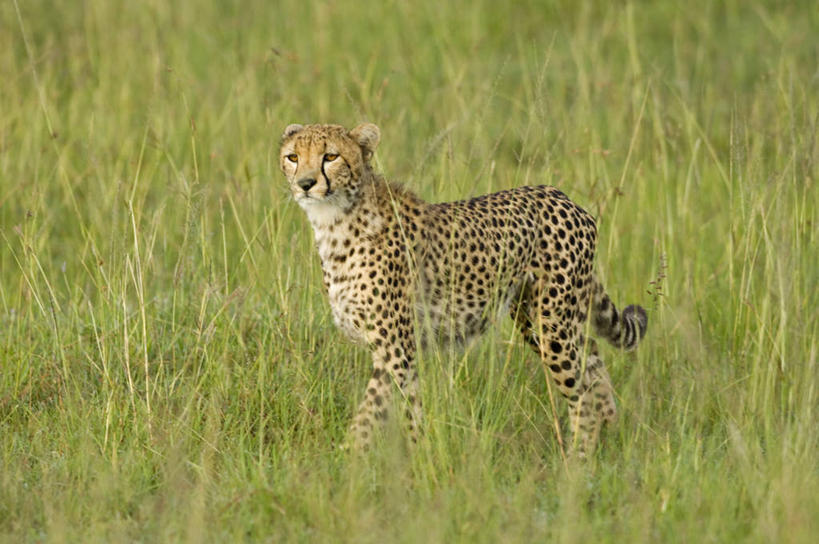 无人,横图,哺乳动物,野生动物,非洲,肯尼亚,捕食,动物,摄影,考古学,猎豹,彩图,旅行,马赛马拉国家保护区