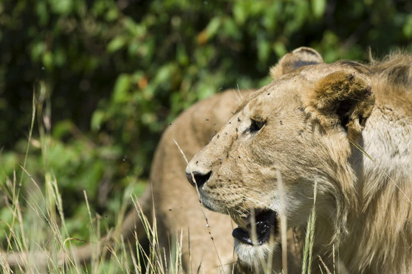 无人,横图,哺乳动物,野生动物,狮子,非洲,肯尼亚,捕食,昆虫,动物,摄影,益虫,彩图,旅行,马赛马拉国家保护区