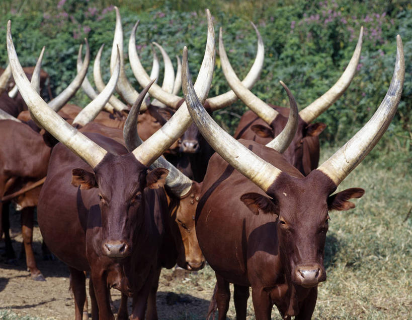 乌干达,牛肉,饮料,红色,家畜,摄影,牲畜,奶制品,母牛,德克萨斯长角牛