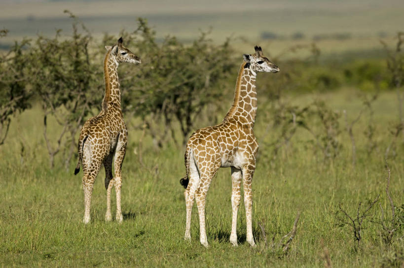 无人,横图,哺乳动物,长颈鹿,野生动物,非洲,肯尼亚,动物,平原,摄影,考古学,彩图,旅行,马赛马拉国家保护区