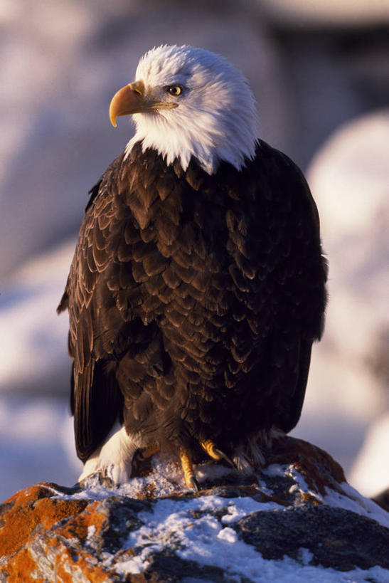 美国,捕食,冬天,白色,动物,寒冷,摄影,观看,考古学,白头鹰,喙,老鹰