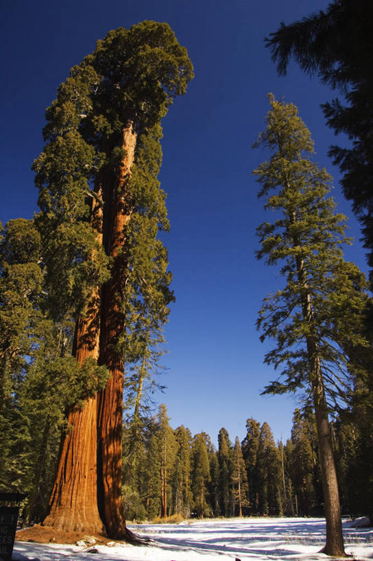 无人,竖图,室外,美景,树林,雪,美国,地形,景观,冬天,树,树干,蓝色,风景,天空,自然,景色,安静,摄影,巨大,庞大,宁静,国家公园,加利福尼亚,自然风光,红杉国家公园,红杉,宏大,硕大,伟大,彩图