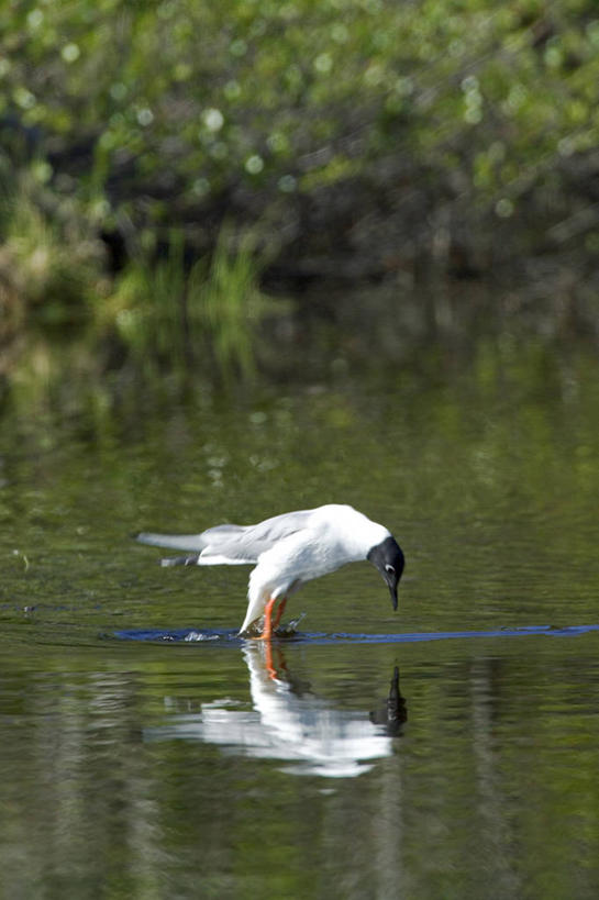 无人,竖图,室外,湖,水,海鸥,野生动物,美国,反射,鸟类,鸟巢,草,动物,摄影,北美,喙,彩图,动物行为,阿拉斯加山脉,博氏鸥