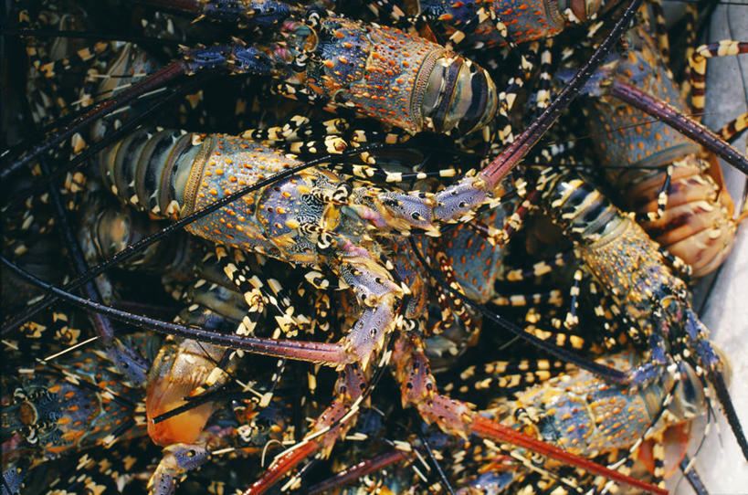 龙虾,无人,横图,室外,渔业,船,越南,摄影,东南亚,甲壳动物,印度支那,宁顺,海滩,海产,彩图