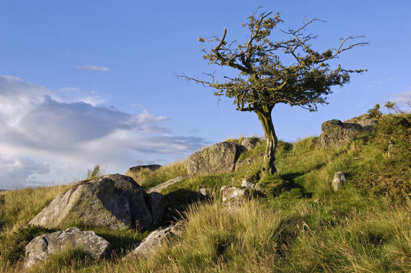 无人,农场,横图,室外,农业,美景,山,日光,英国,欧洲,地形,高原,景观,树,自然,山楂树,景色,摄影,西欧,自然风光,大不列颠,威尔士,大不列颠及北爱尔兰联合王国,大不列颠及爱尔兰联合王国,威尔士公国,彩图,康威自治市,大不列颠王国,大英帝国,联合王国,日不落帝国,斯诺登峰,北威尔士