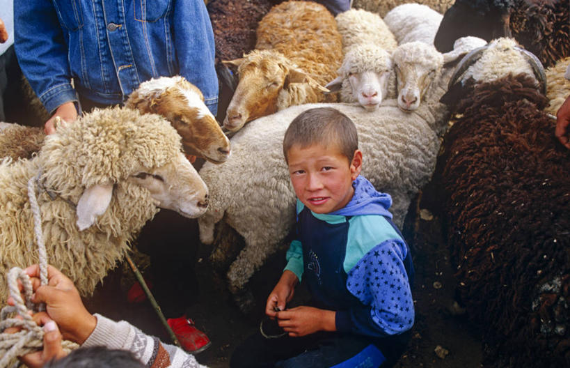 儿童,横图,室外,农业,吉尔吉斯斯坦,亚洲,工作,市场,社区,摄影,牲畜,中亚,种族,政府,天山山脉,男孩,绵羊,彩图,旅行