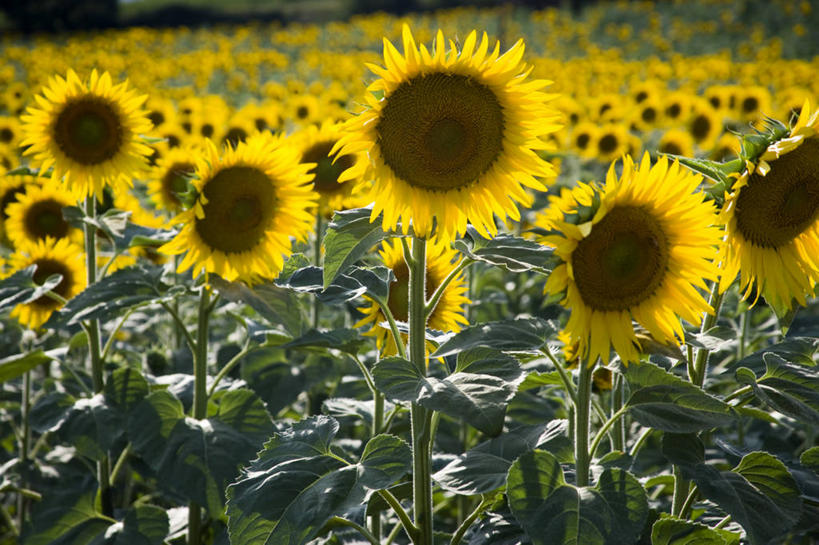 无人,横图,日落,非洲,摩洛哥,北,摄影,费兹,摩洛哥文化,彩图,旅行