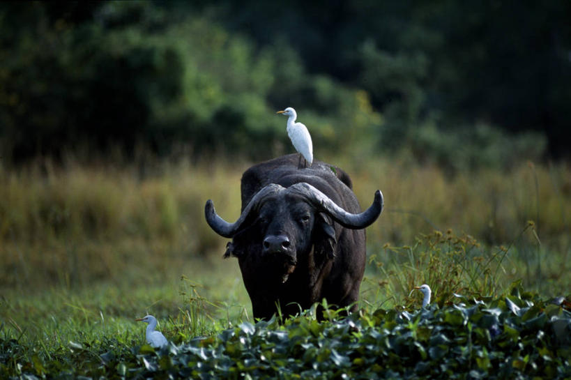 无人,横图,室外,哺乳动物,牛,野生动物,赞比亚,鸟类,动物,摄影,栖息,国家公园,非洲水牛,赞比西河,野生动物保护区,自然保护区,彩图