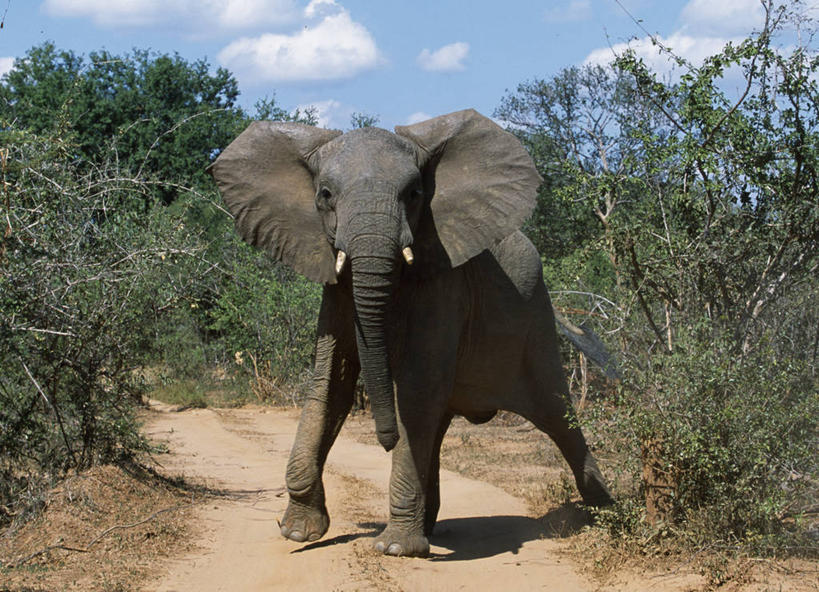 无人,横图,室外,路,哺乳动物,野生动物,赞比亚,长牙,生气,非洲象,动物,摄影,国家公园,野生动物保护区,自然保护区,象,彩图