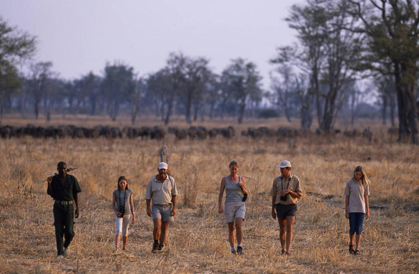 导游,横图,室外,度假,哺乳动物,牛,野生动物,非洲,赞比亚,刺激,动物,放松,摄影,非洲水牛,喂养,休闲活动,步行,彩图,南卢安瓜国家公园
