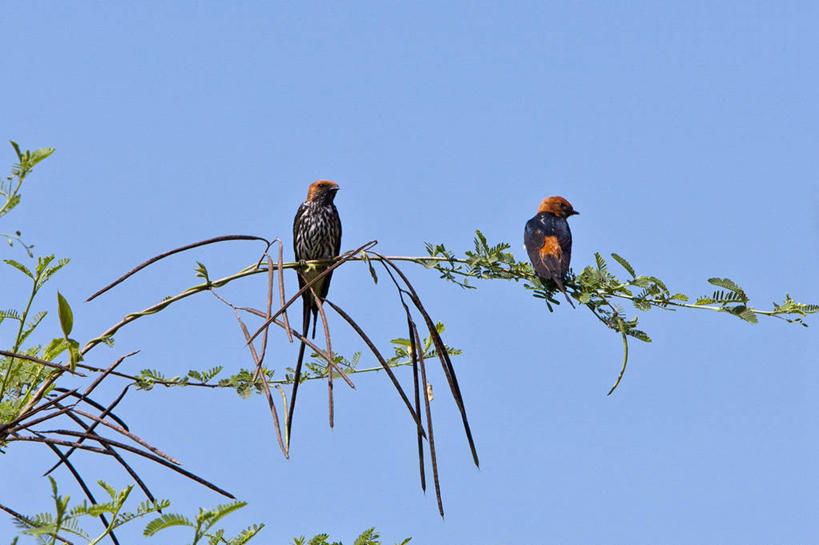 成年人,无人,横图,建筑,非洲,坦桑尼亚,破碎,长袍,柱子,拱门,历史,破坏,破损,地标建筑,摄影,粉碎,损坏,伊斯兰教,宗教建筑,清真寺,毁坏,可兰经,大清真寺,摧毁,东非,男人,彩图