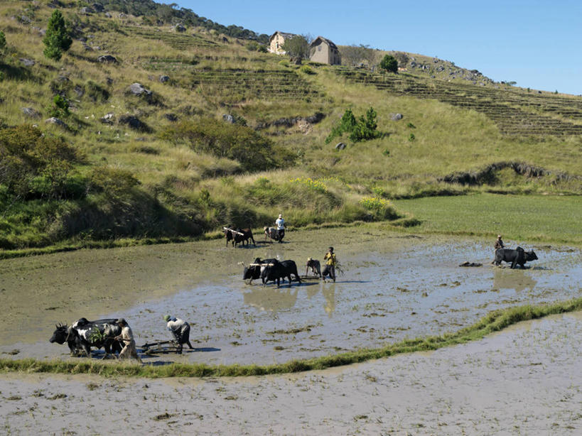 农民,横图,室外,农业,美景,牛,非洲,马达加斯加,叉,稻田,景观,牛车,自然,景色,摄影,自然风光,苏格兰高地,彩图