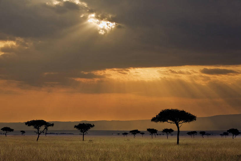 无人,竖图,室外,野生动物,非洲,肯尼亚,捕食,动物,摄影,自然保护区,猎豹,彩图,马赛马拉国家保护区,动物行为