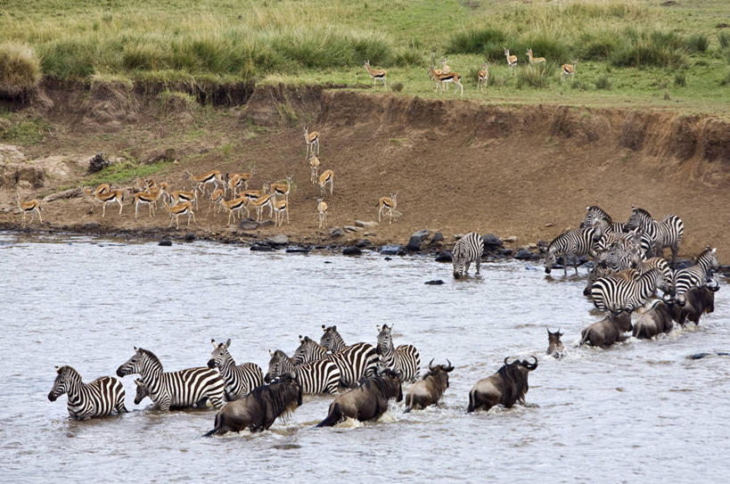 游泳,无人,横图,室外,哺乳动物,野生动物,肯尼亚,动物,摄影,瞪羚,自然保护区,彩图,马赛马拉国家保护区,动物行为