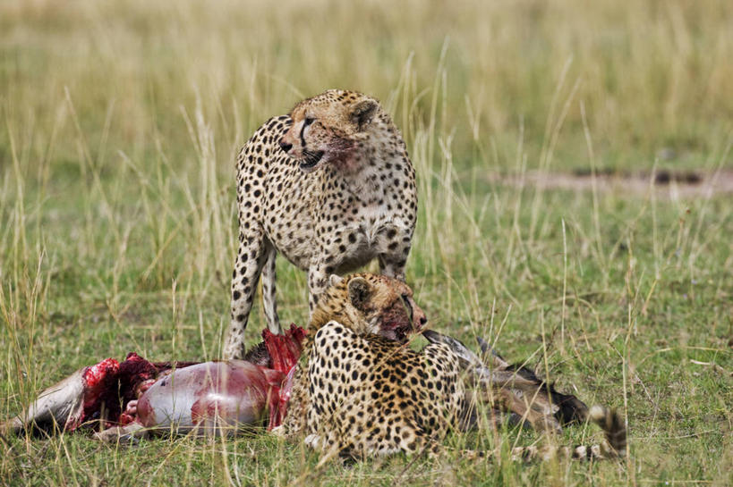 无人,横图,室外,野生动物,非洲,肯尼亚,捕食,食品,动物,摄影,膳食,非洲大羚,杀害,自然保护区,猎豹,彩图,马赛马拉国家保护区