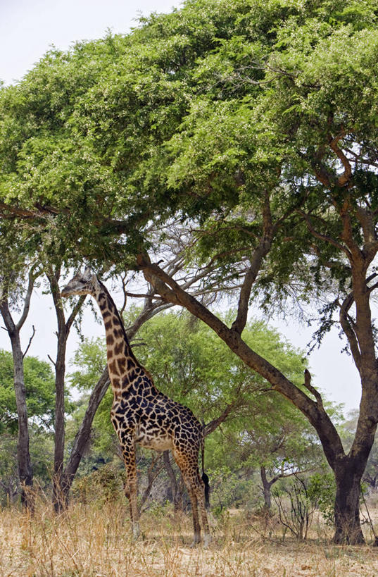 无人,竖图,室外,哺乳动物,长颈鹿,野生动物,非洲,坦桑尼亚,树荫,树,自然,动物,摄影,考古学,国家公园,金合欢树,马赛长颈鹿,彩图,动物行为