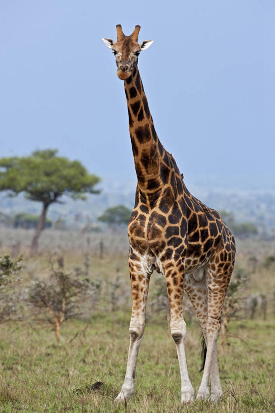 无人,竖图,哺乳动物,长颈鹿,野生动物,非洲,肯尼亚,动物,摄影,活泼,东非,罗氏长颈鹿,乌干达长颈鹿,巴林戈长颈鹿,彩图