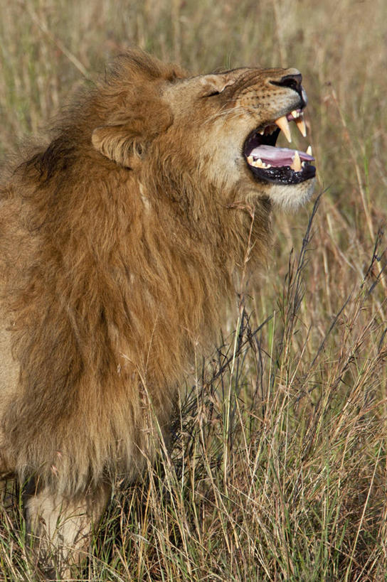 无人,竖图,野生动物,狮子,肯尼亚,捕食,摄影,野猫,彩图,马赛马拉国家保护区