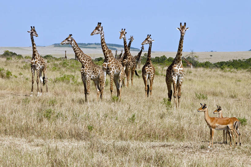 无人,横图,长颈鹿,野生动物,肯尼亚,摄影,黑斑羚,马赛长颈鹿,彩图,马赛马拉国家保护区