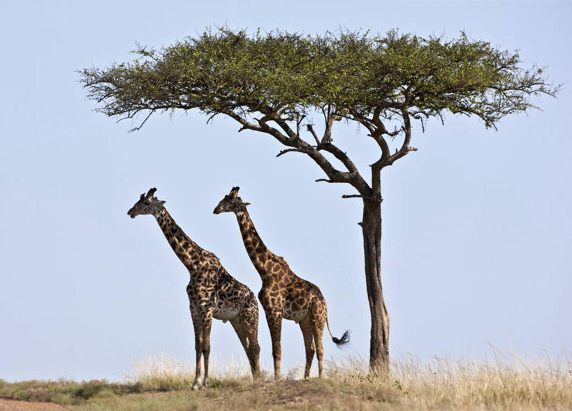 无人,横图,长颈鹿,野生动物,肯尼亚,摄影,马赛长颈鹿,彩图,马赛马拉国家保护区