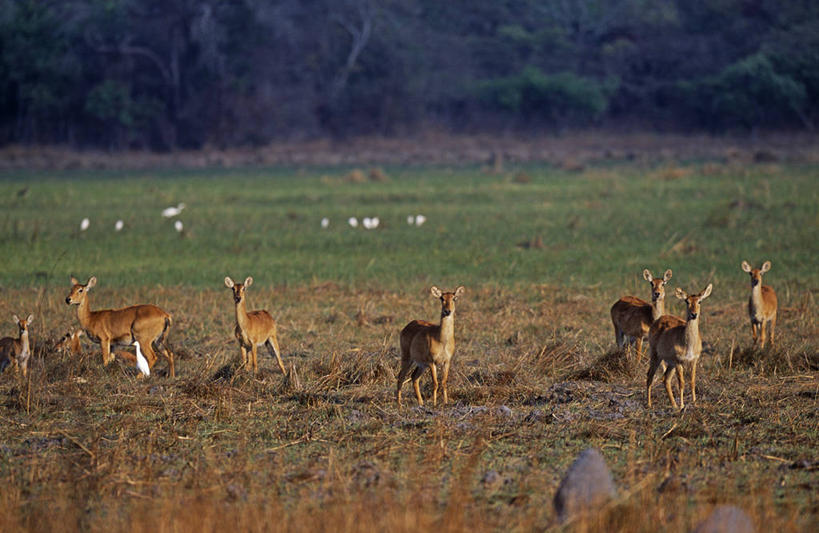无人,横图,室外,哺乳动物,野生动物,非洲,赞比亚,羚羊,自然,动物,平原,摄影,国家公园,野生动物保护区,自然保护区,小苇羚,彩图